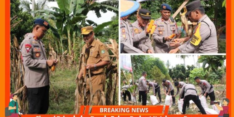 Sinergi Brimob dan Pemda Perkuat Ketahanan Pangan Kolut, Dengan Panen 4 Ton Jagung di Lawolatu